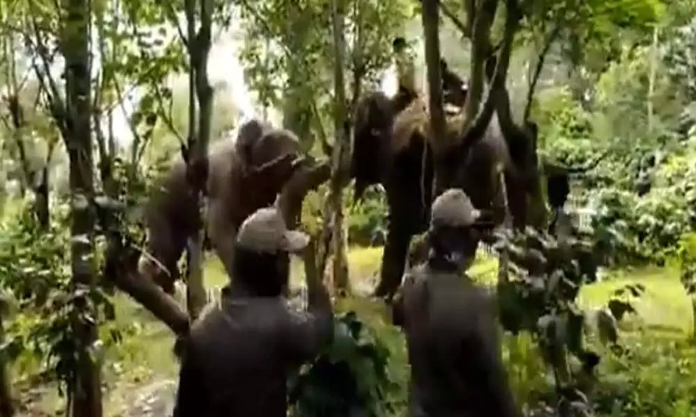 Watch The Trending Video Of Trained Elephant Controlling A Wild Tusker