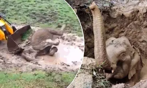 Wild elephant rescued from well in Kerala, but people protest