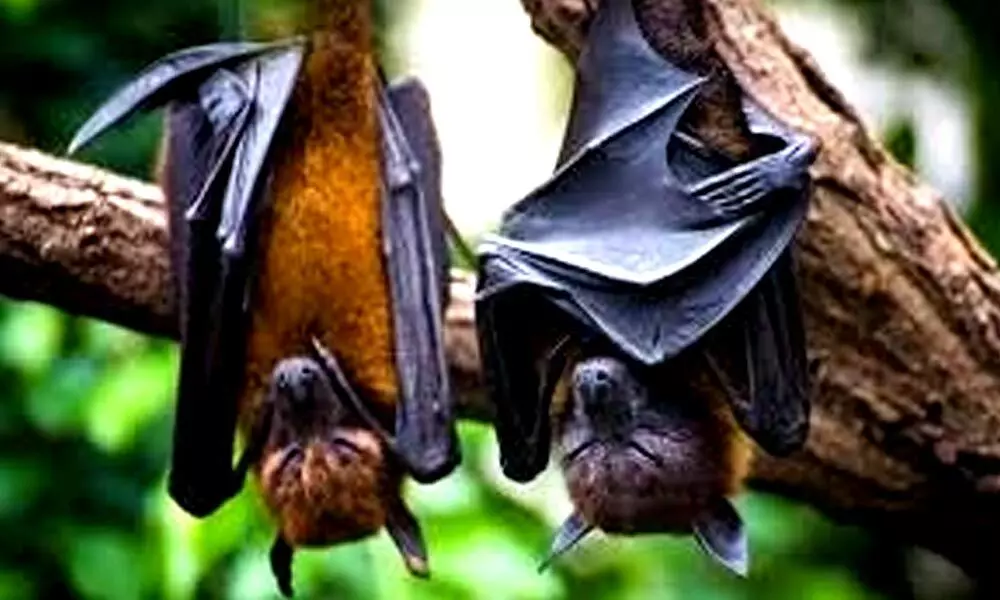 Bats in Switzerland harbour viruses with ability to jump to humans