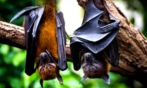 Bats in Switzerland harbour viruses with ability to jump to humans