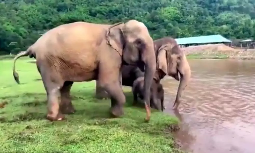 Watch The Trending Video Of An Elephant Calf Takes Bath In A River