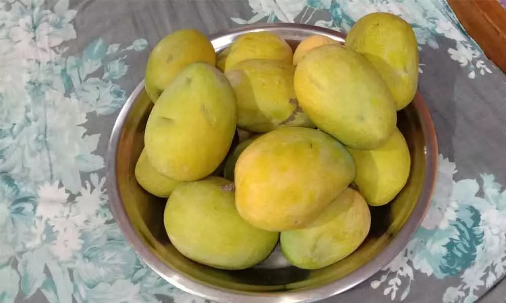 Mettavalasa Peechu Mamidi, unique variety, raised by Bobbili royal family