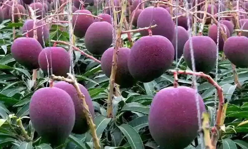 Madhya Pradesh: Z+ security for 2.70 lakh per kg mangoes