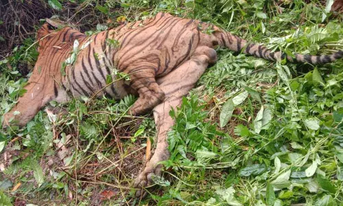 Royal Bengal Tiger killed in Assam