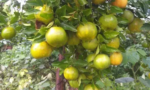 Lockdown badly hits Coorg mandarin sales