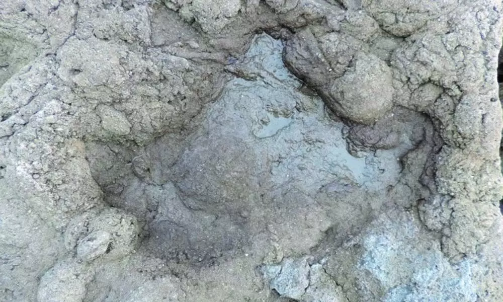 Footprints of last dinosaurs walked 110M years ago in UK found