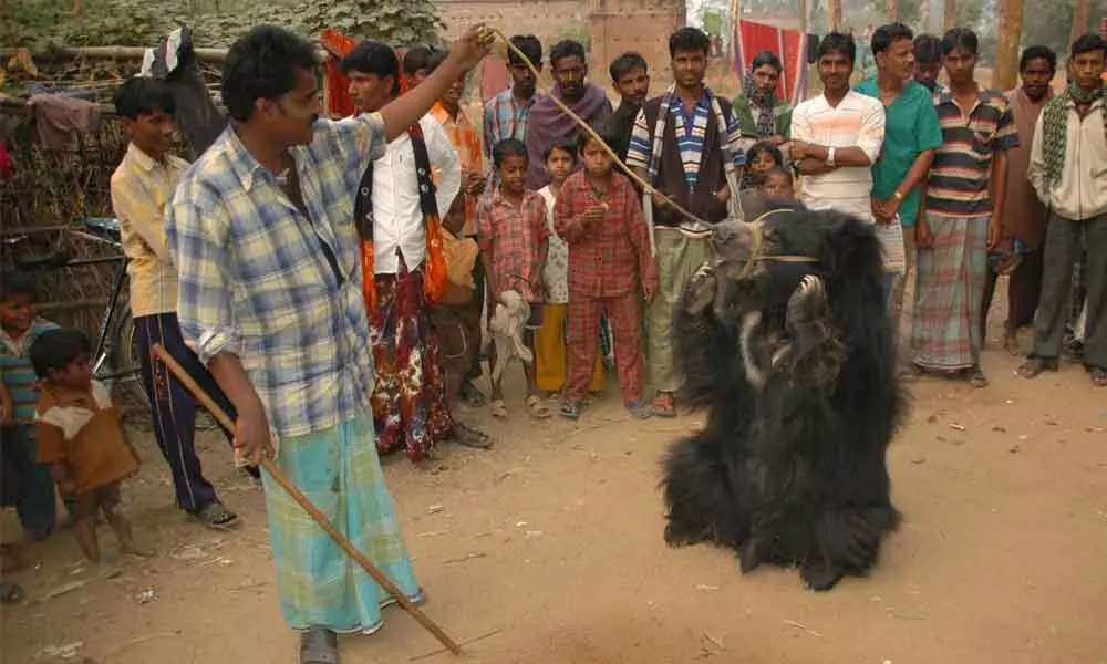 ‘Dancing’ bears find haven in Wildlife SOS