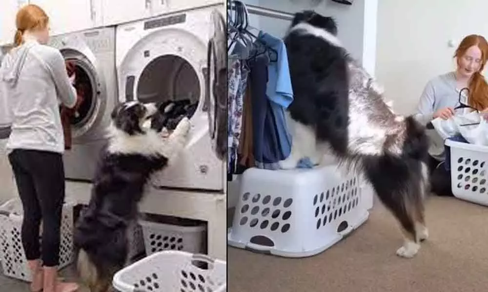 Dog Helping Her Best Friend In Doing Laundry