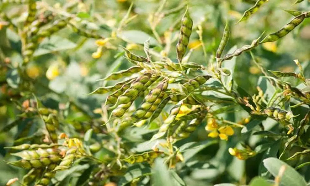 New study finds key to boost pigeon pea yields in India