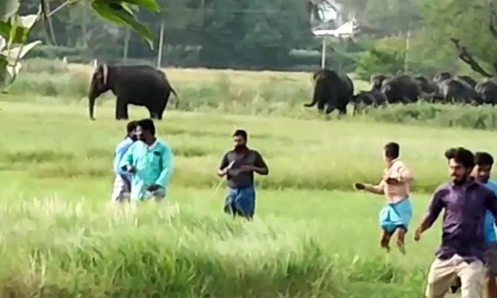 A herd of 26 elephants creating panic among villagers in Palamaner