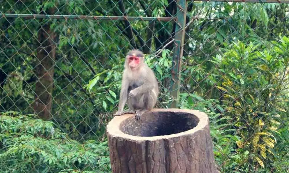 woman for feeding monkeys in MM Hills sanctuary
