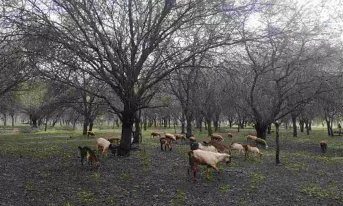 Citizens demand stay on felling of trees in Singanyakanhalli