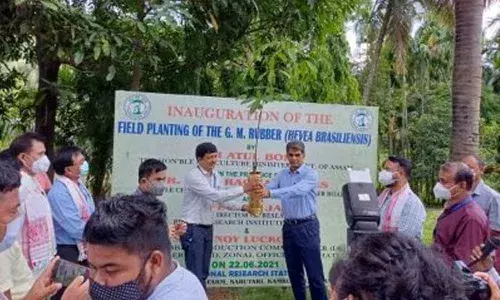 World’s first genetically modified rubber plant planted in Assam