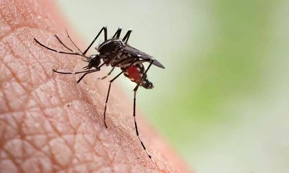Malaria tracker launched to help affected Commonwealth nations