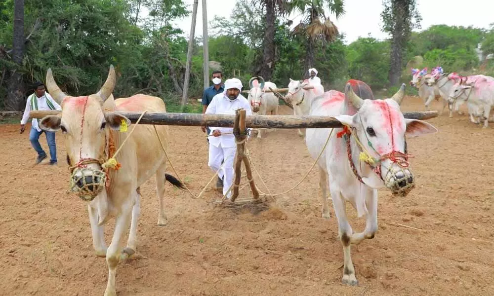 Energy Minister G Jagadish Reddy ploughing land in Gajula Malkapuram village on Thursday as part of Eruvaka Punnami celebrations
