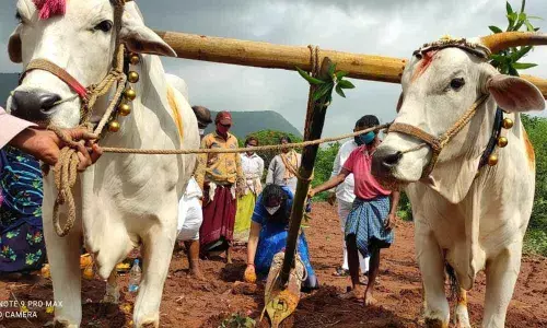 Eruvaka Purnima celebrated at Goshala of Simhachalam Devasthanam in Visakhapatnam on Thursday