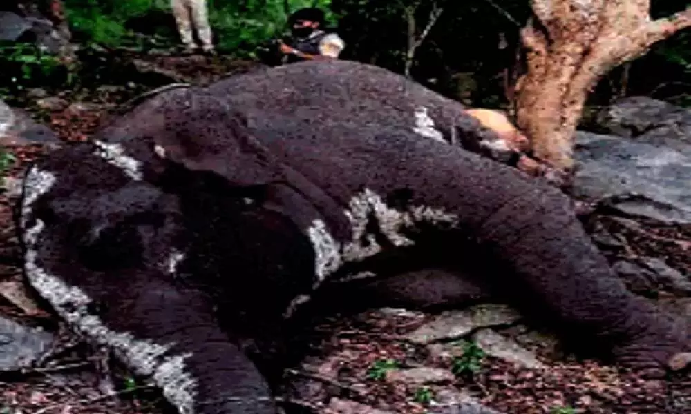 Jumbo Elephant Died In Bannerghatta National Park