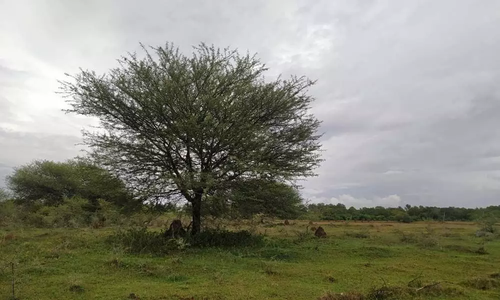 Karnataka State biodiversity board should stop environmental mayhem: IISc researcher