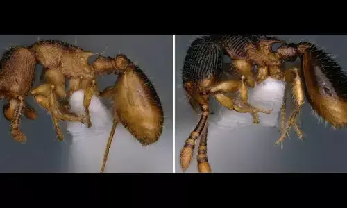 Bengaluru researchers discover two new species of ant