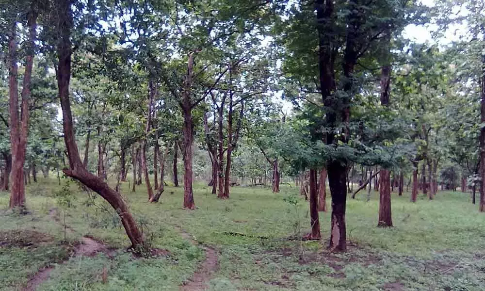 RFO J Vijaya Kumar suspended for permitting felling of trees in reserve forest