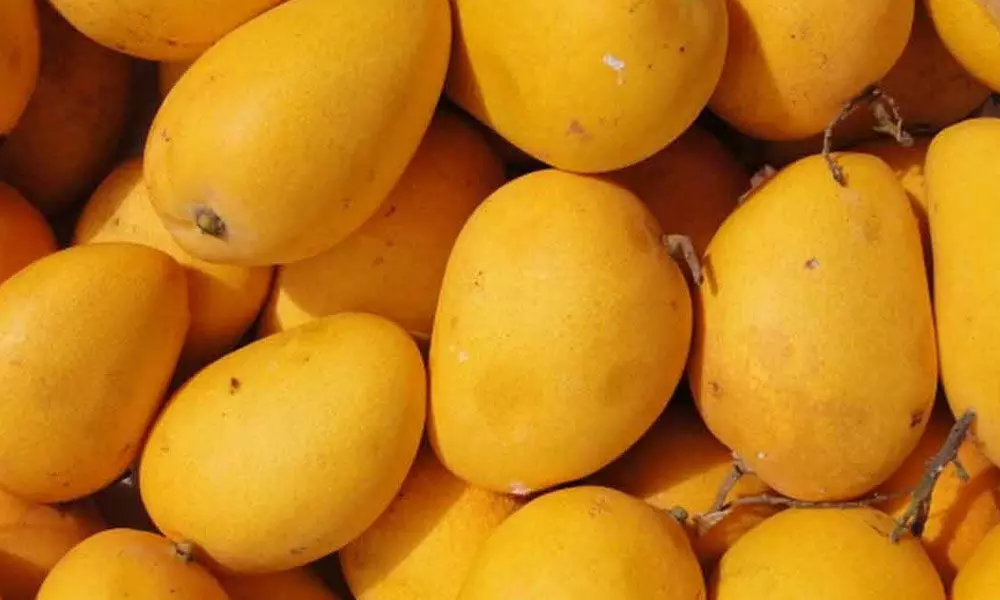 Farmers dump mangos as demand slumps, prices crash