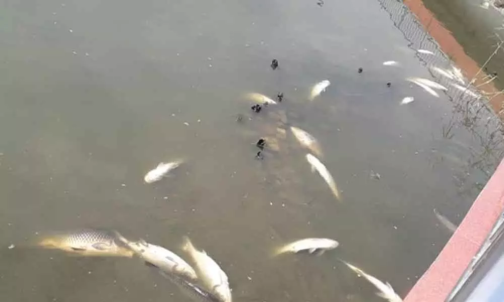 Drop in oxygen level kills hundreds of fish in Guwahati pond