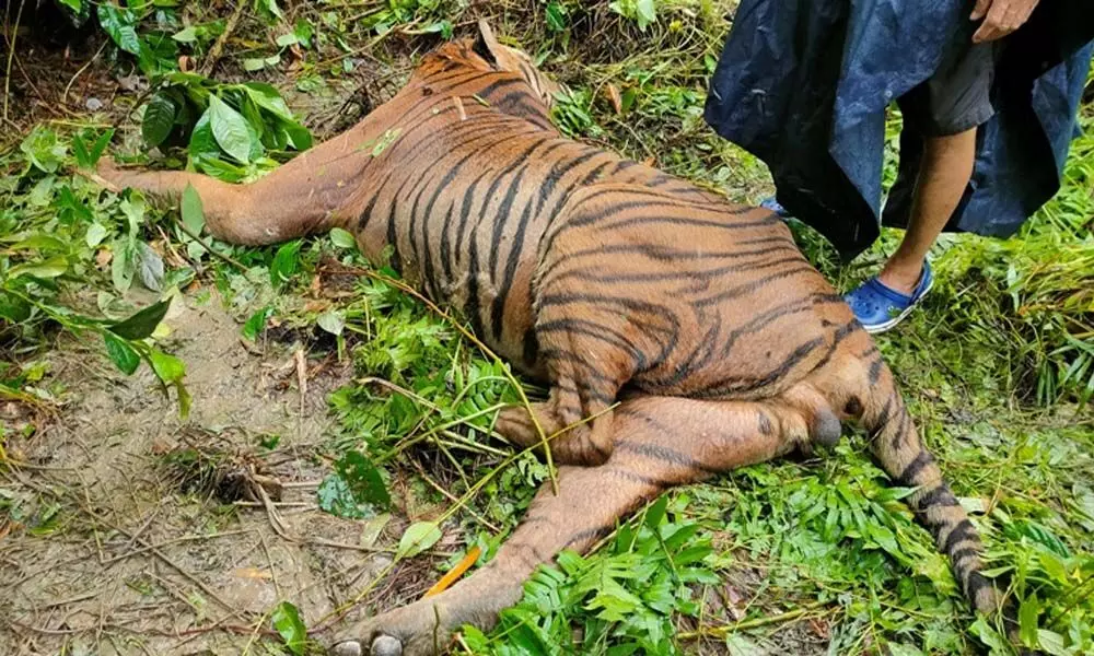 Forest Guard Witnessed Suspension As He  Killed A Tiger In Unwarranted Firing