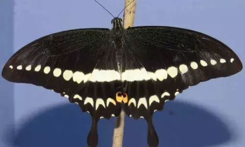 Banneraghatta zoo showcases protected Malabar butterfly species