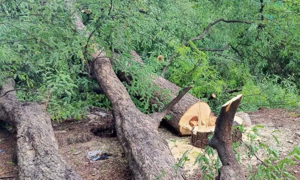 Century-old trees axed, locals furious