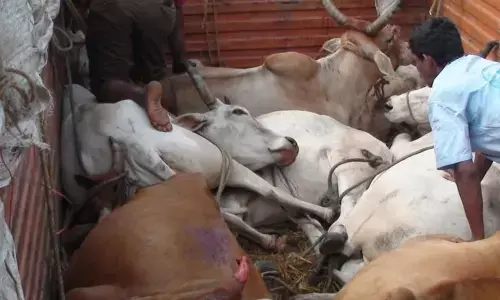 Cows rescued by Gau Gyan Foundation and police