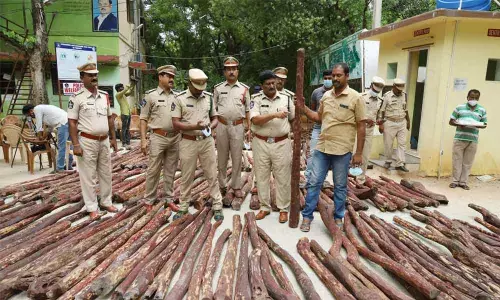 Red sanders dump worth Rs 2 cr seized