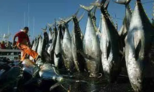 Tamilnadu government should fix prices of fish, just like crops: Fishermen