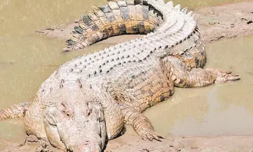 For representational purpose