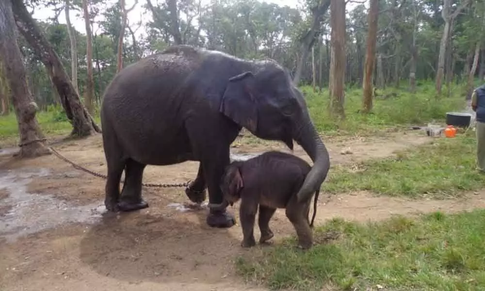 wild elephant calf  having mother love at camp