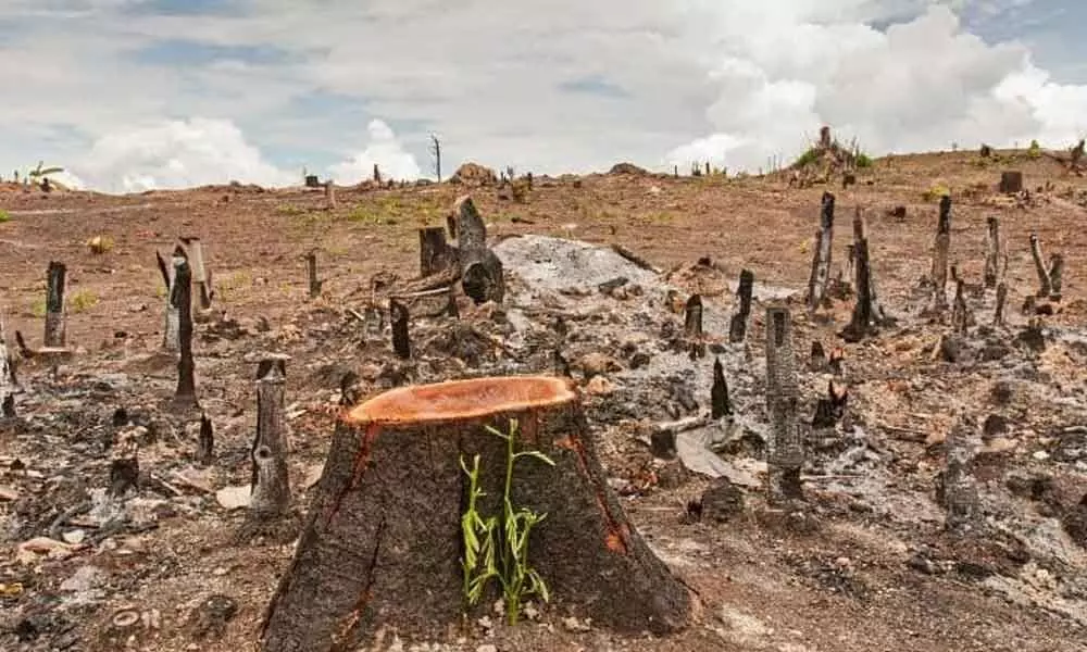 Deforestation impacts rainfall pattern