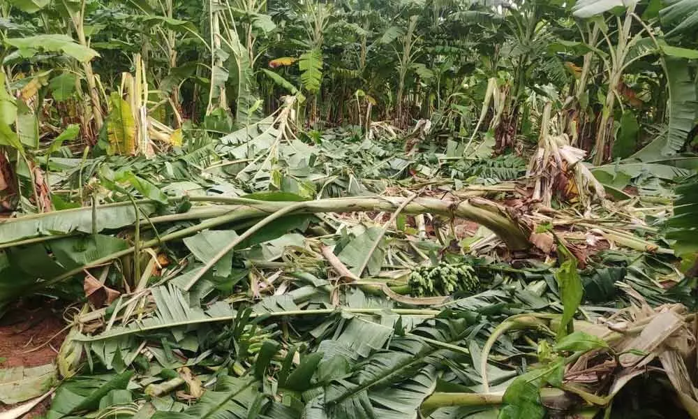 The banana crop trampled by the elephants at Nagireddy Palli in V Kota mandal on Saturday night