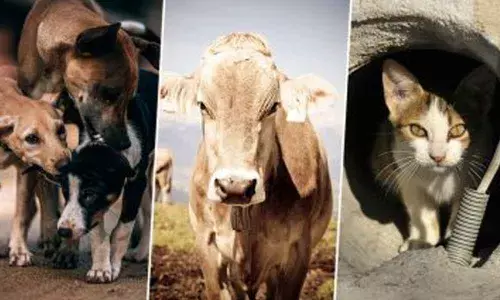 Turkey passes new law to protect animals