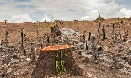 Deforestation impacts rainfall pattern