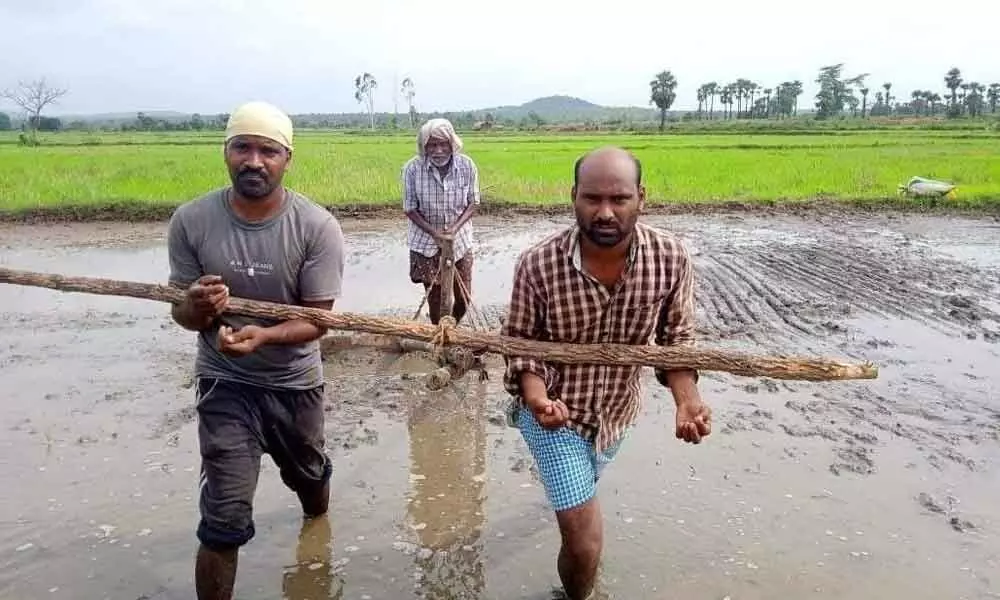 Jadi Narender (left) and Srinivas ploughing their field at Domeda village under Mangapet mandal in Mulugu district.