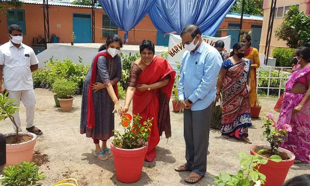ZP CEO Priyanka watering a plant after planting them as part of Haritha Haram at Harvest Public School in Khammam on Monday