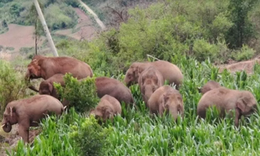 14 wandering wild Asian elephants in China