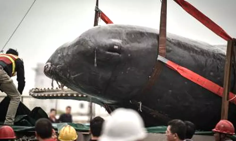 3 of 12 stranded whales die in China