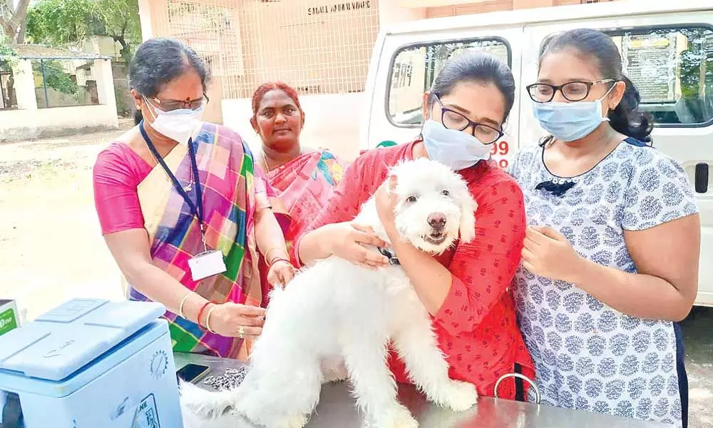 A pet dog receiving a shot of vaccine at veterinary polyclinic in Ongole on Tuesday
