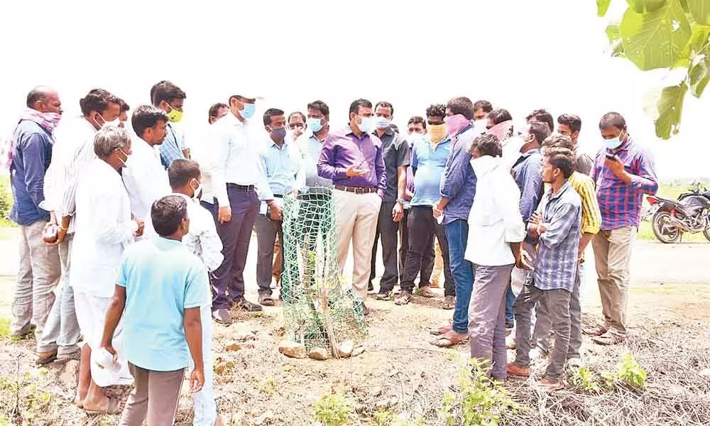 District Collector Sarath inspects saplings planted during the avenue plantation programme