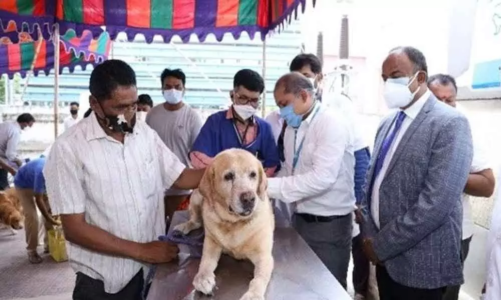 IIL rolls out anti-rabies drive for canines