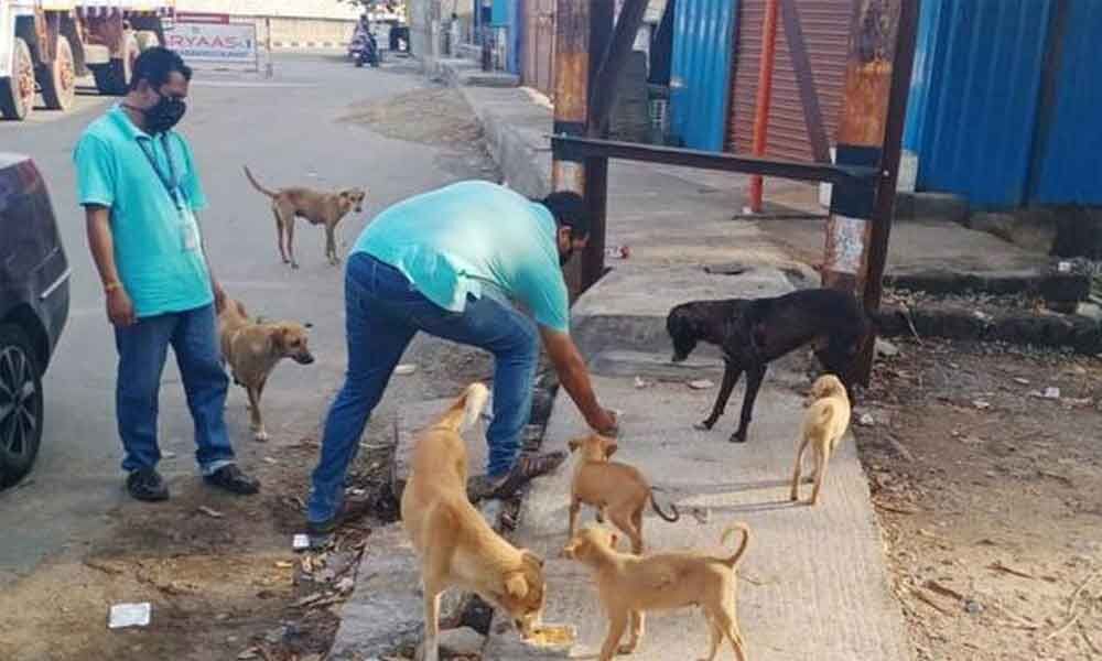 Hyderabad: Corporations, NGOs join hands for stray animals welfare