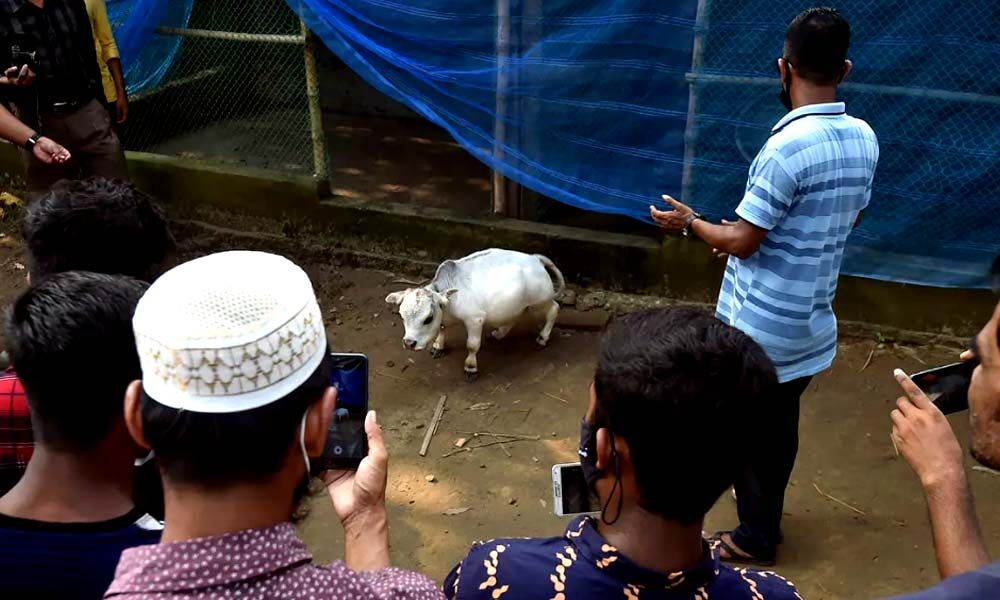 Rani, who is in Race to be Recognized as World's Smallest Cow, Could be