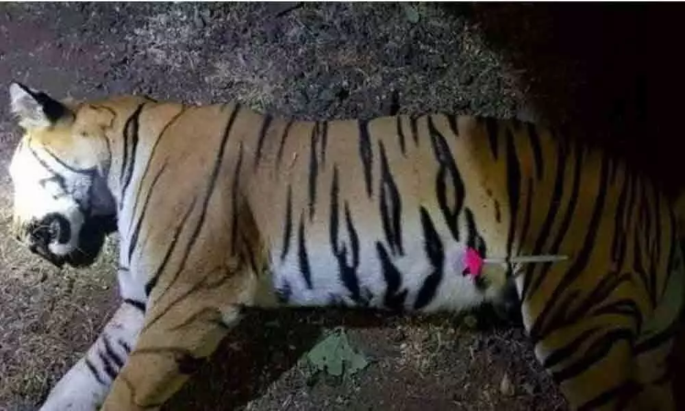 5-yr-old tiger injured in fight with rival dies in reserve forest