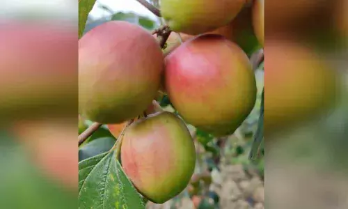 Tripura tribals grow Apple Ber, first in NE region