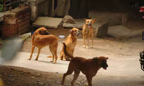 stray dogs